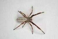 Uloborus walckenaerius