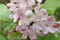 Misumena vatia
