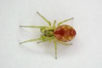 Nigma puella