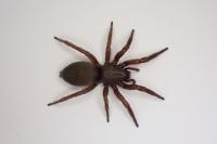 Scotophaeus scutulatus