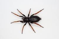 Trachyzelotes pedestris