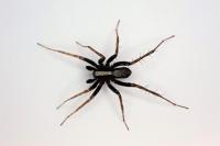 Pardosa saltans