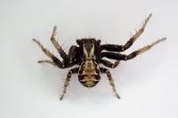 Xysticus cristatus