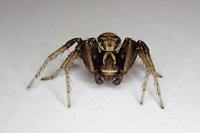 Xysticus cristatus