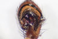 Xysticus cristatus