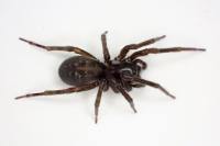 Amaurobius ferox