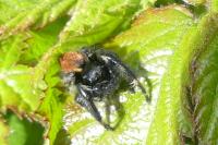 Carrhotus xanthogramma