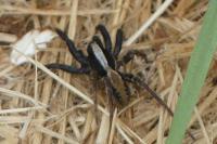 Alopecosa pulverulenta