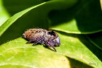Carrhotus xanthogramma
