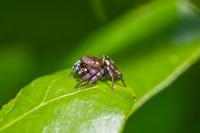 Heliophanus tribulosus