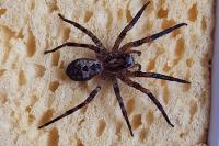 Zoropsis spinimana