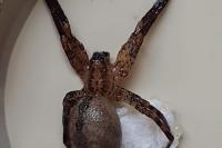 Zoropsis spinimana