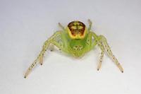 Diaea dorsata