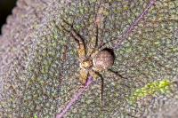 Philodromus