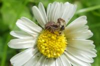 Xysticus