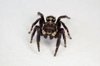 Pseudeuophrys erratica