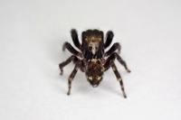 Pseudeuophrys erratica