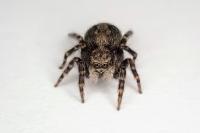 Pseudeuophrys lanigera