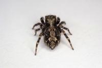 Pseudeuophrys lanigera