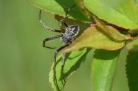 Agalenatea redii