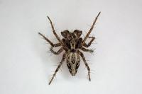 Oxyopes heterophthalmus