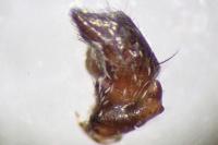 Oxyopes heterophthalmus