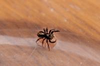 Pseudeuophrys lanigera