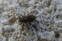 Pseudeuophrys