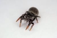 Sibianor aurocinctus