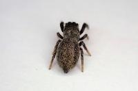 Sibianor aurocinctus