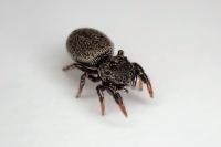 Sibianor aurocinctus