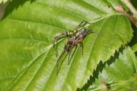 Anyphaena accentuata