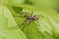 Anyphaena accentuata