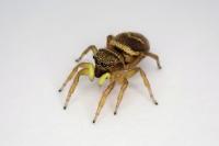 Heliophanus tribulosus
