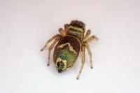 Heliophanus tribulosus