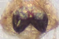Heliophanus tribulosus