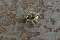 Heliophanus