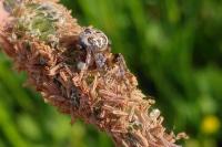 Larinioides cornutus