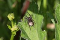 Pardosa