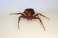 Xysticus luctator