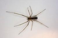 Neriene radiata