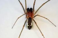 Neriene radiata