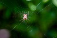 Zilla diodia