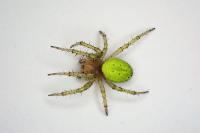 Araniella cucurbitina