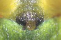Araniella cucurbitina