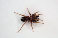 Phrurolithus festivus