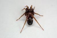 Phrurolithus festivus