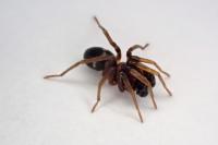 Phrurolithus festivus