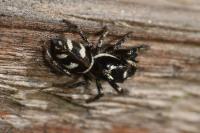 Salticus scenicus