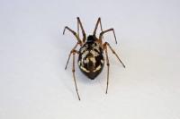 Microlinyphia pusilla